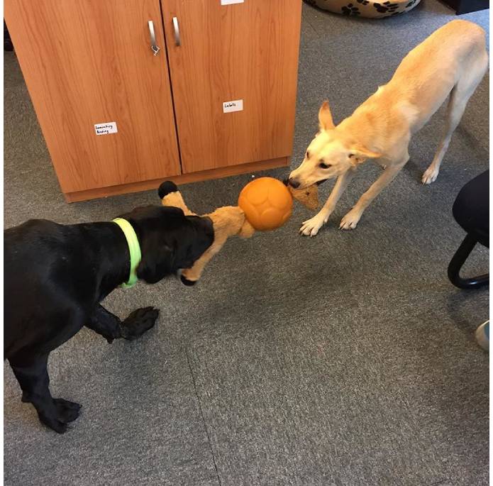 Aussie Dog Buddy Ball Large