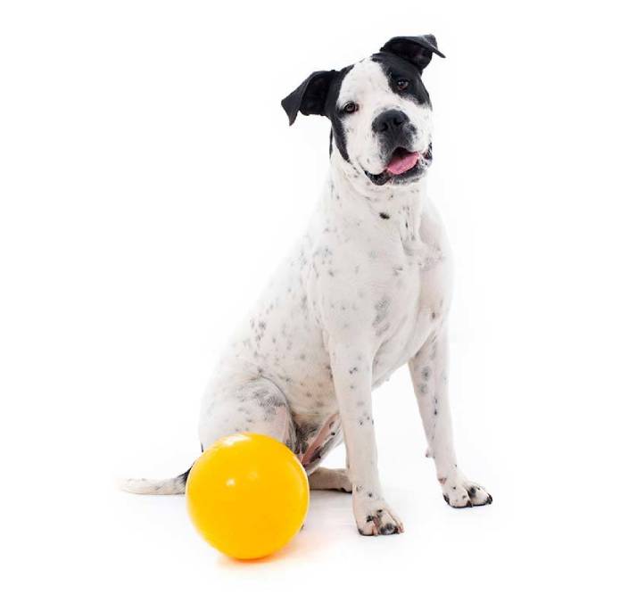 Aussie Dog Tucker Ball Large