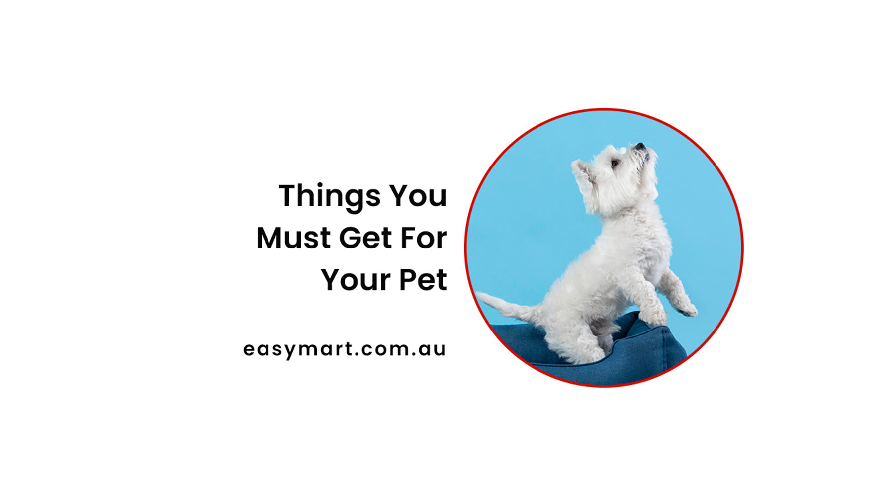  must have things for pet