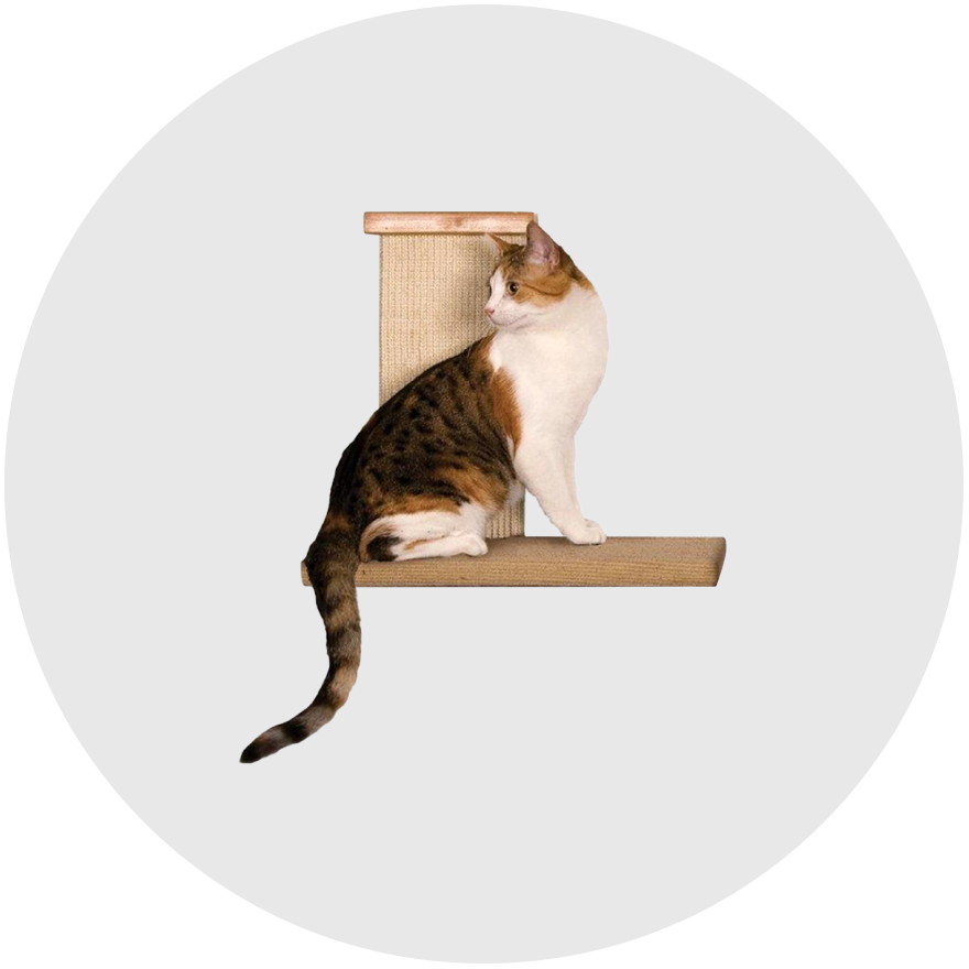 Cat Products Online