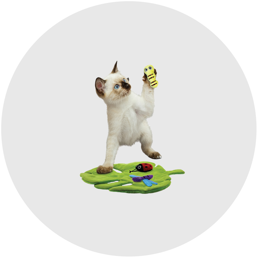 Cat shop teasers online