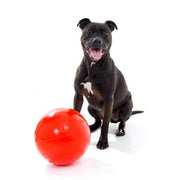 Aussie Dog Staffie Ball