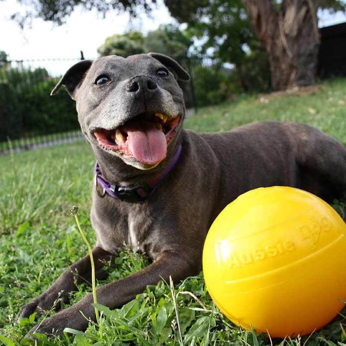 Aussie Dog Tucker Ball Med