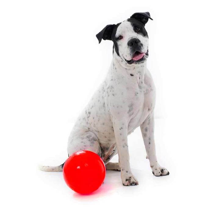 Aussie Dog Enduro Ball Medium 190mm